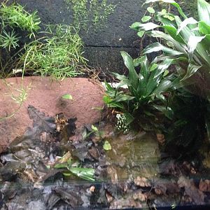 Green and Black Poison Dart Frog Exhibit at Blue Planet Aquarium - 05/10/20