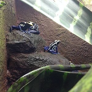 Dyeing Dart Frogs at Blue Planet Aquarium - 05/10/2013