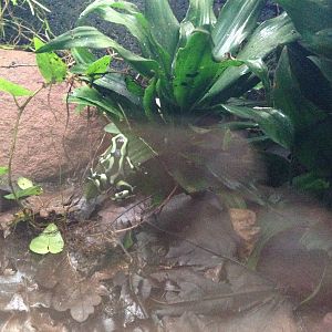 Green and Black Poison Dart Frog Exhibit at Blue Planet Aquarium - 05/10/20
