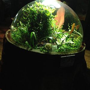 Anthony's Poison Arrow Frog Exhibit at Blue Planet Aquarium - 05/10/2013