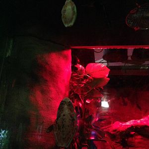 Morelet's Tree Frogs at Blue Planet Aquarium - 05/10/2013