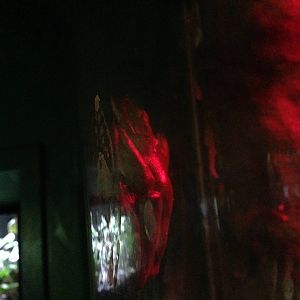 Morelet's Tree Frogs at Blue Planet Aquarium - 05/10/2013