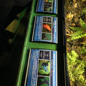 Poison Dart Frog Signage at Blue Planet Aquarium - 05/10/2013