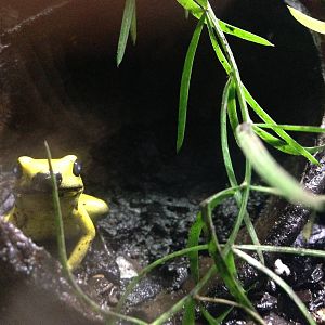 Black-legged Dart Frog at Blue Planet Aquarium - 05/10/2013