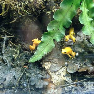 Golden Poison Frog at Blue Planet Aquarium - 05/10/2013