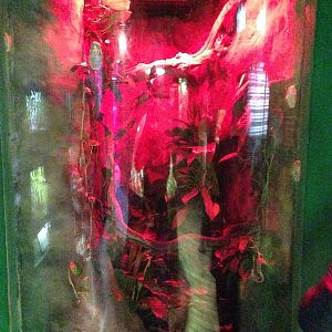 Morelet's Tree Frog Exhibit at Blue Planet Aquarium - 05/10/2013