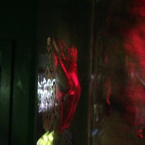 Morelet's Tree Frogs at Blue Planet Aquarium - 05/10/2013