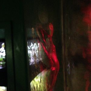 Morelet's Tree Frogs at Blue Planet Aquarium - 05/10/2013