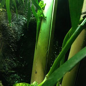 Madagascar Day Gecko at Blue Planet Aquarium - 05/10/2013