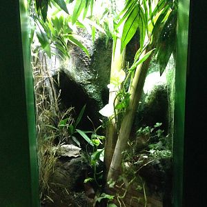 Madagascar Day Gecko Exhibit at Blue Planet Aquarium - 05/10/2013