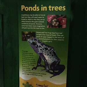 Ponds in Trees Frog Signage at Blue Planet Aquarium - 05/10/2013