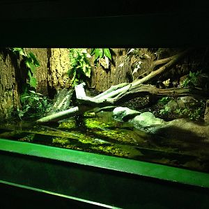Reticulated Python Exhibit at Blue Planet Aquarium - 05/10/2013