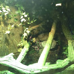 Reticulated Python Exhibit at Blue Planet Aquarium - 05/10/2013
