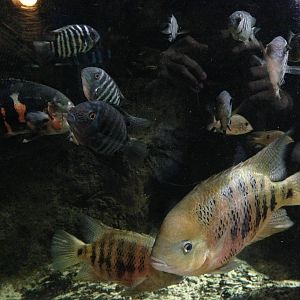 Cuvier's Dwarf Caiman Exhibit at Blue Planet Aquarium - 05/10/2013