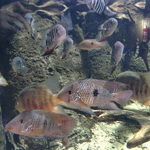 Cuviers Dwarf Caiman Exhibit at Blue Planet Aquarium - 05/10/2013