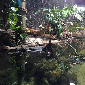 Cuviers Dwarf Caiman Exhibit at Blue Planet Aquarium - 05/10/2013