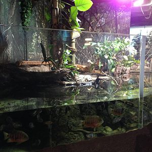 Cuviers Dwarf Caiman Exhibit at Blue Planet Aquarium - 05/10/2013