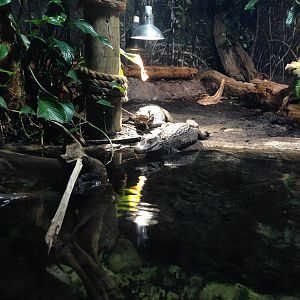Cuviers Dwarf Caiman Exhibit at Blue Planet Aquarium - 05/10/2013