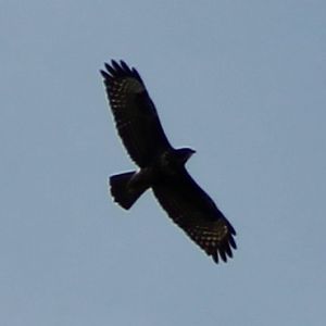 Long-legged buzzard ?