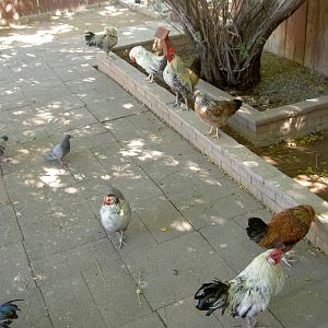 Free range chickens...!