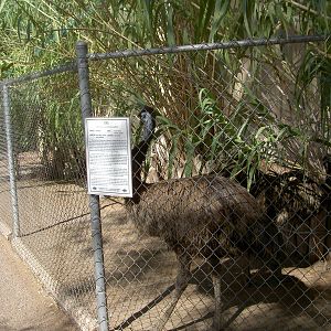 Hot emu