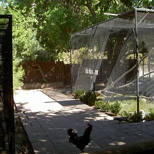Central aviary