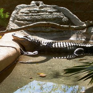 Crocodilian resident