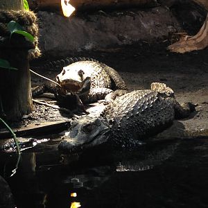 Cuviars Dwarf Caiman at Blue Planet Aquarium - 05/10/2013