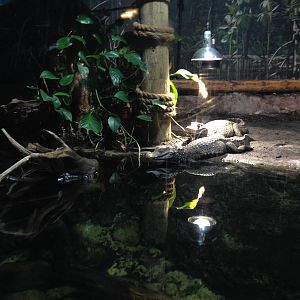 Cuvier's Dwarf Caiman Exhibit at Blue Planet Aquarium - 05/10/2013