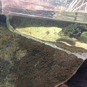 Tank Separation at Blue Planet Aquarium - 05/10/2013