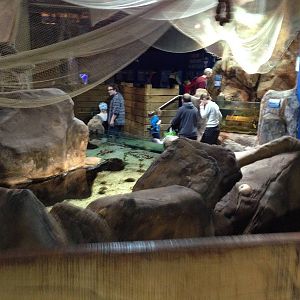 General View of the Rock Pool Section at Blue Planet Aquarium - 05/10/2013