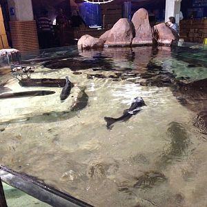 Ray Tank at Blue Planet Aquarium - 05/10/2013