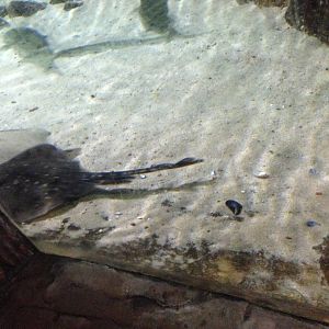 Ray Tank at Blue Planet Aquarium - 05/10/2013