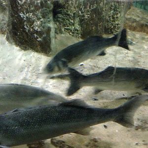 Sea Bass at Blue Planet Aquarium - 05/10/2013