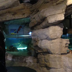 Coral Cave at Blue Planet Aquarium - 05/10/2013