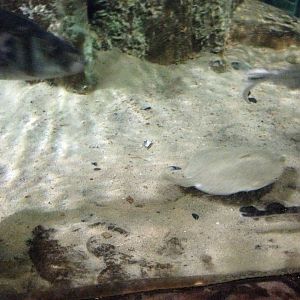 Coral Cave at Blue Planet Aquarium - 05/10/2013