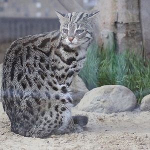 Indochinese Leopard Cat (Prionailurus bengalensis bengalensis) October 2011