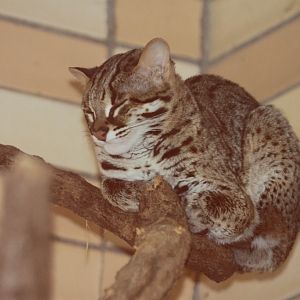 Palawan Leopard Cat (Prionailurus bengalensis heaneyi)