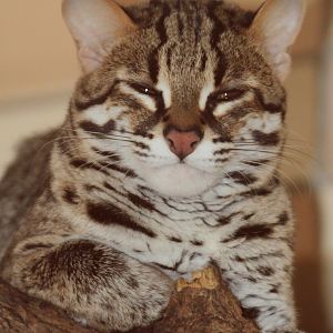 Palawan Leopard Cat (Prionailurus bengalensis heaneyi)