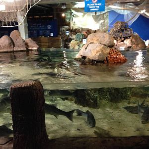 Ray Tank at Blue Planet Aquarium - 05/10/2013
