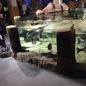 Ray Tank at Blue Planet Aquarium - 05/10/2013
