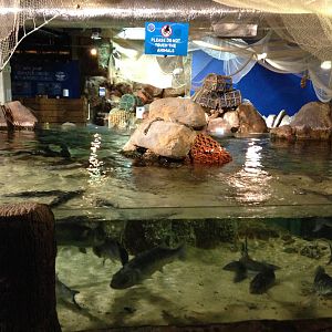 Ray Tank at Blue Planet Aquarium - 05/10/2013