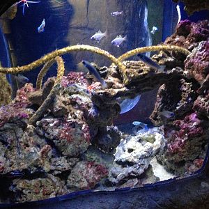 Coral Cave Exhibit at Blue Planet Aquarium - 05/10/2013