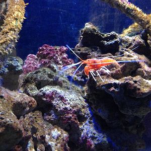 Coral Cave Exhibit at Blue Planet Aquarium - 05/10/2013