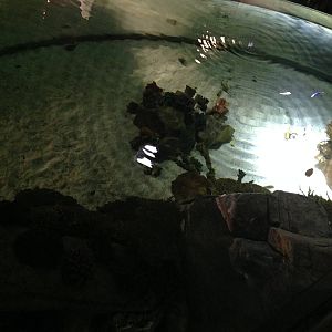 Coral Cave Tank at Blue Planet Aquarium - 05/10/2013