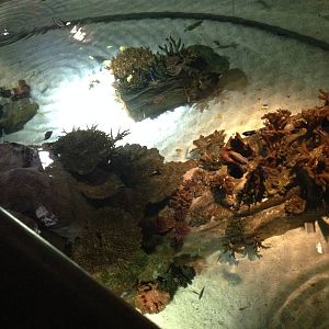 Coral Cave Tank at Blue Planet Aquarium - 05/10/2013