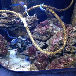 Coral Cave Exhibit at Blue Planet Aquarium - 05/10/2013