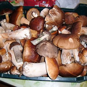 Wealth of Polish forests :)