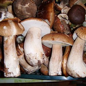 Wealth of Polish forests :)