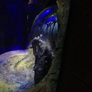 Giant Pacific Octopus Exhibit at Blue Planet Aquarium - 05/10/2013